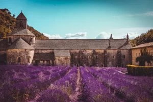 Lavender field in Provence