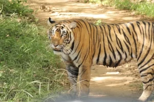 Ranthambore National Park