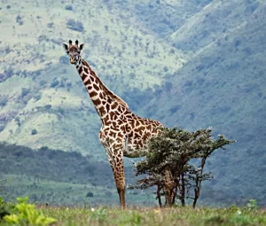 Serengeti National Park, Tanzania