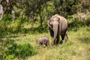 Yala National Park, Sri Lanka